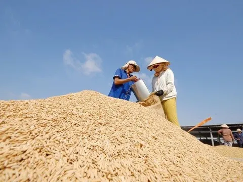 Một quốc gia Nam Mỹ bất ngờ gom mạnh gạo Việt Nam, nhập khẩu tăng hơn 4.000% trong 8 tháng