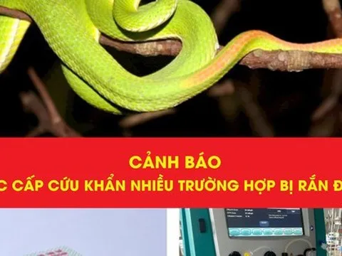 Hai phụ nữ suýt mất mạng vì rắn độc trong vườn nhà