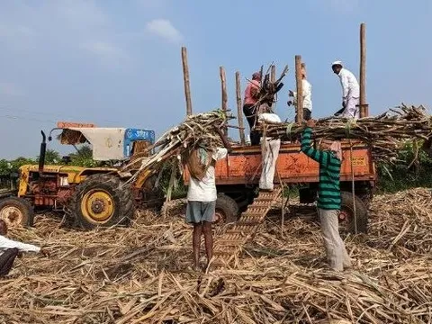 Giá đường lập đỉnh 12 năm, quốc gia này trở thành “cứu tinh” cho ngành mía đường toàn cầu: Sản lượng tăng cao kỷ lục, là nước xuất khẩu đứng đầu thế giới