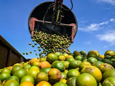 Giá đường tăng 45%, ca cao tăng 52% trong một năm qua nhưng vẫn chưa là gì so với loại nông sản này