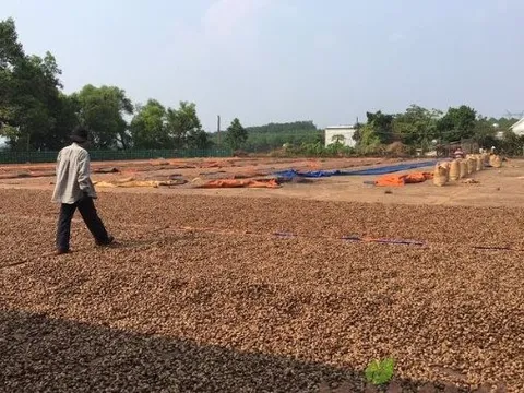 Một loại nông sản của Việt Nam cực kỳ đắt khách tại Vương quốc dầu mỏ: Giá giảm xuống mức kỷ lục, Việt Nam xuất khẩu đứng đầu thế giới