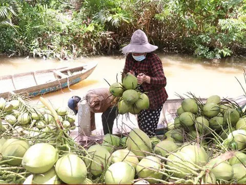 Giá dừa trái tăng gấp đôi