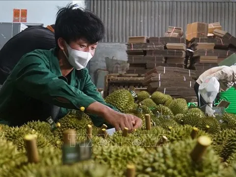 Gần 650 ha sầu riêng tại Đắk Nông đủ điều kiện xuất khẩu chính ngạch