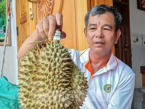 Nông dân 'hái ra tiền' nhờ giá sầu riêng phi mã