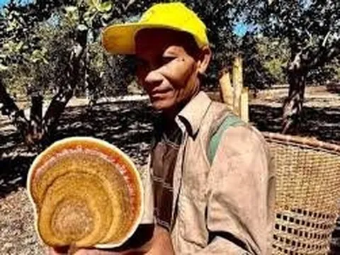 Đồng Nai: Tìm thấy xác người đàn ông nghi đi lạc trong rừng Cát Tiên