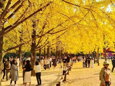 Tour du lịch ngắm “lá vàng lá đỏ” đắt khách