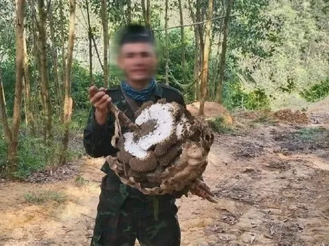 Từ Nghệ An ra Thanh Hóa săn ong, nam thanh niên được phát hiện chết trong rừng