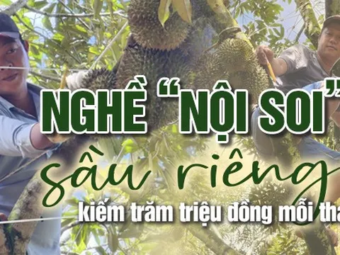 "Nội soi" sầu riêng kiếm trăm triệu đồng mỗi tháng