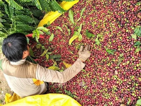 Xuất khẩu cà phê sẽ chậm lại do nguồn cung không dồi dào