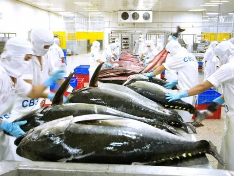 Một loài cá mang về cho Việt Nam nửa tỷ USD trong 8 tháng 2023, năm ngoái kiếm 1 tỷ USD