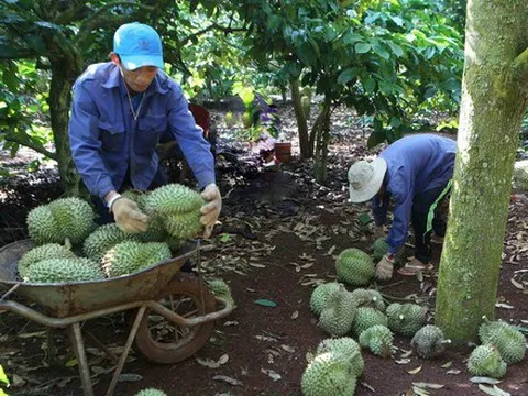 Thợ hái sầu riêng kiếm tiền triệu mỗi ngày