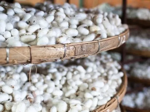 Hồng Kông (Trung Quốc) gom mạnh một mặt hàng chủ lực của Việt Nam với giá rẻ kỷ lục, Việt Nam xuất khẩu đứng thứ 6 thế giới