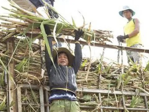 Giá mía tăng cao kỷ lục