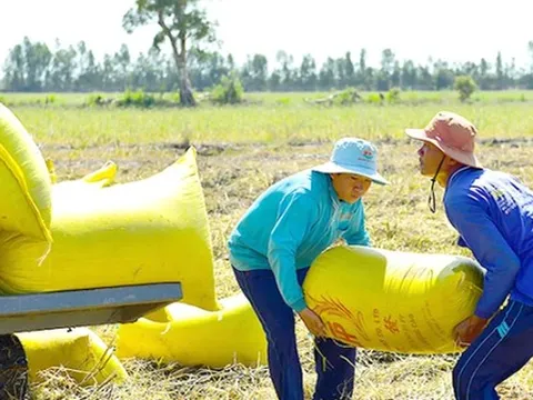 Giá lúa gạo tăng “nóng”: Cần có chiến lược về giá