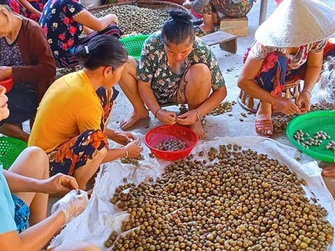 'Lộc trời' trong rừng giúp người dân huyện miền núi thoát nghèo