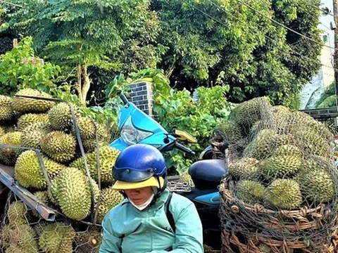 Tất tay với sầu riêng rồi 'bỏ của chạy lấy người'