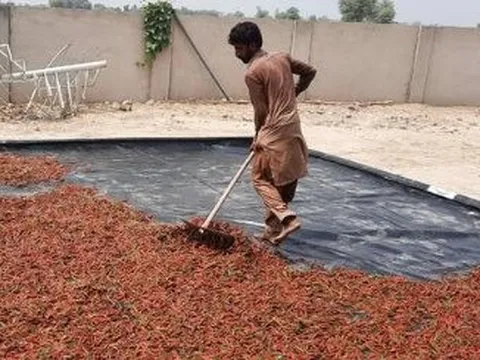 Một loại nông sản giá rẻ bán đầy chợ Việt được Trung Quốc và Lào cực kỳ ưa chuộng: Giá xuất khẩu hơn 1.800 USD/tấn, châu Á có sản lượng lớn nhất thế giới