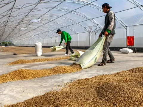 Bất chấp giá đắt đỏ, hạt cà phê Việt cực kỳ được ưa chuộng tại một quốc gia châu Phi - nhập khẩu trong 8 tháng đã vượt cả năm 2023