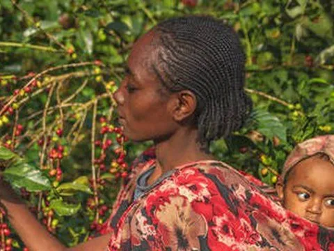 Ethiopia cấm xuất khẩu, giá cà phê thế giới có thể tăng vọt