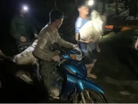 Dân “hò nhau” vớt hàng trăm con lợn bị lũ cuốn trôi