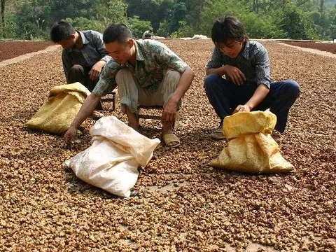 Việt Nam sở hữu "viên ngọc quý hiếm" được cả Mỹ, Trung Quốc và Ấn Độ săn lùng: Xuất khẩu tăng hơn 100% trong tháng 8, Việt Nam đứng thứ 2 thế giới về sản lượng