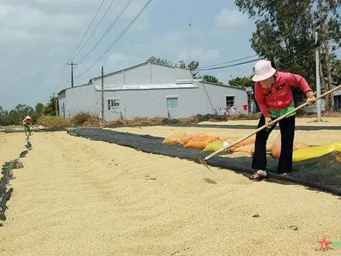 Được mùa được giá, 'hạt vàng' của Việt Nam đang được một quốc gia châu Phi cực ưa chuộng, xuất khẩu tăng hơn 3.000% trong 8 tháng đầu năm