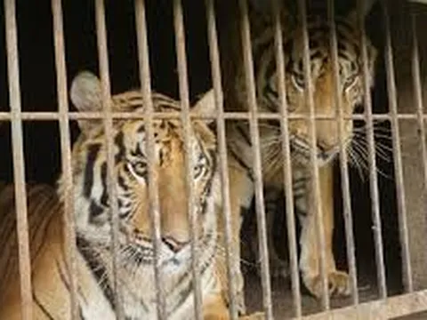 Hành động khẩn cấp chống buôn bán động vật hoang dã trái pháp luật