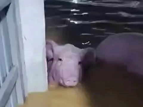 Lũ tràn vào trang trại, hơn 1.100 con heo bị chết đuối, cuốn trôi