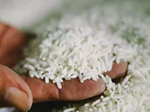 Ấn Độ sẽ hạ giá sàn xuất khẩu gạo