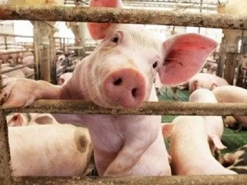 Lợi nhuận lao dốc 90%, thêm 2 lãnh đạo cấp cao của BAF Việt Nam (BAF) xin từ nhiệm