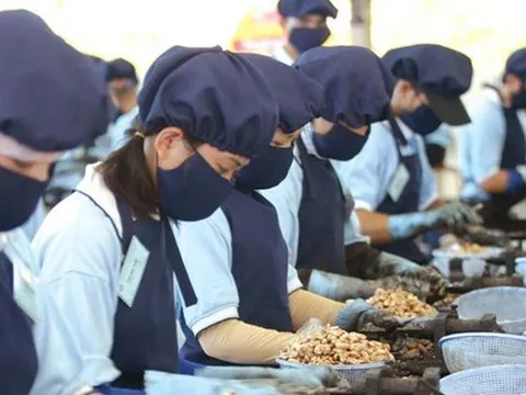 Là 'ngôi sao' xuất khẩu tỷ USD, vì sao hạt điều bị kiểm dịch quá gắt?
