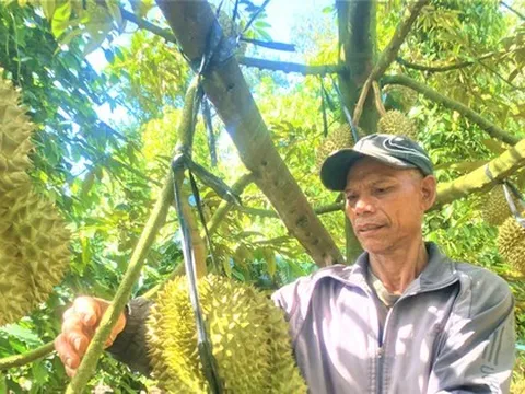 Chốt giá, nhận cọc xong nghe sầu riêng rụng chủ vườn 'rầu hết cả người'