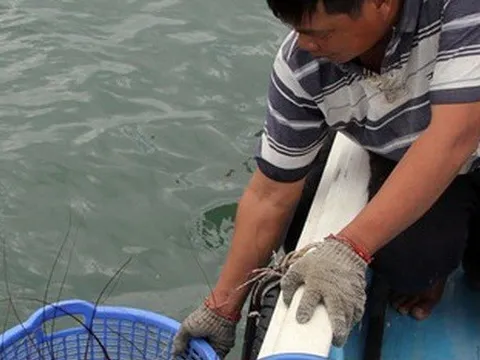 Cần kiểm soát chặt tôm hùm giống nhập ngoại