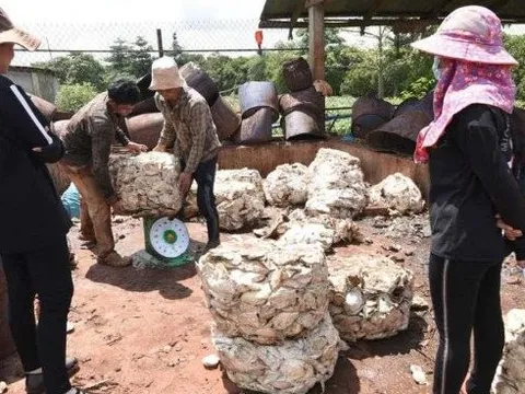 Việt Nam sở hữu “gà đẻ trứng vàng” luôn được Trung Quốc săn lùng: Thu về hơn 1 tỷ USD chỉ trong 8 tháng, Việt Nam xuất khẩu đứng thứ 3 thế giới