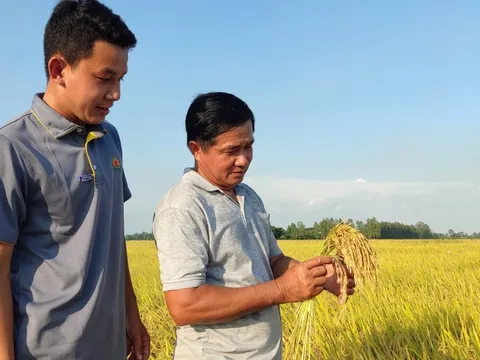 Kiếm thêm 16.000 tỉ đồng từ 1 triệu ha lúa giảm phát thải