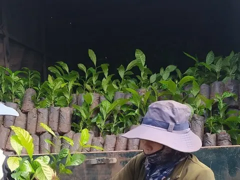 Giá cao kỷ lục, cây giống ‘cháy’ hàng, cảnh báo việc phá rừng trồng cà phê
