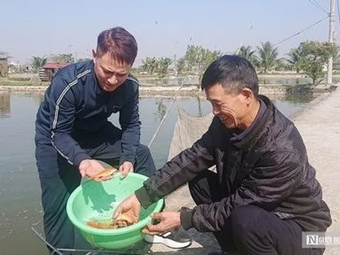 Hải Phòng: Tìm đầu ra ổn định cho làng nghề cá giống lớn nhất miền Bắc