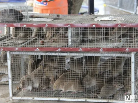 Người dân bỏ túi tiền triệu mỗi ngày nhờ săn đặc sản chuột đồng