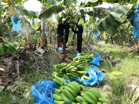 Bị thu hồi mã số vùng trồng, nông dân trồng chuối như ngồi trên lửa