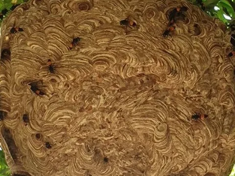 2 anh em suy đa tạng nguy kịch do bị ong vò vẽ đốt