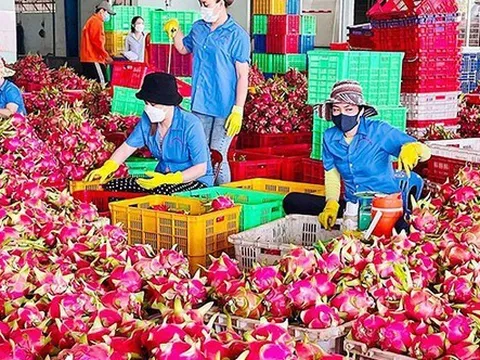 Nguyên nhân khiến thanh long Việt “đi lùi”?