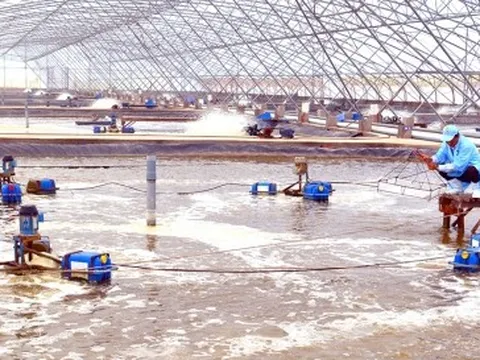Xuất khẩu tôm cả nước giảm 28%, khó đạt như năm 2022