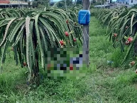 Bình Thuận: Kéo điện thanh long để chong đèn, 1 người bị giật tử vong