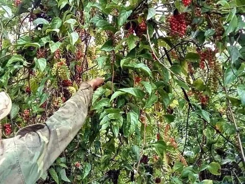 Xuyên rừng hái “lộc trời” ngũ vị tử