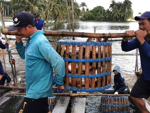 Nhận diện thách thức với nghề nuôi cá tỷ USD