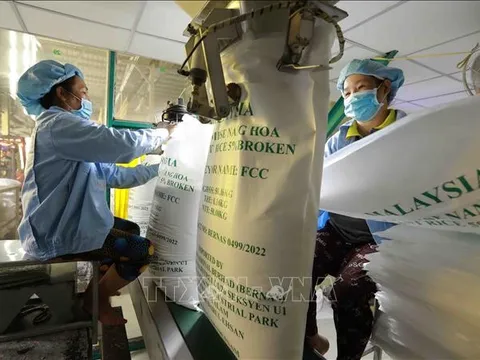 Xuất khẩu gạo Việt Nam thiết lập kỷ lục mới