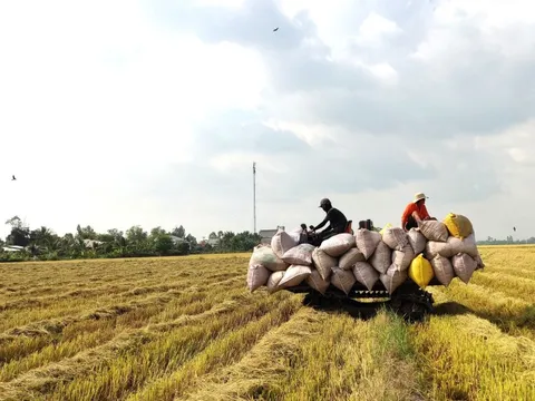 Qua cơn sốt, giá gạo Việt Nam vẫn cao