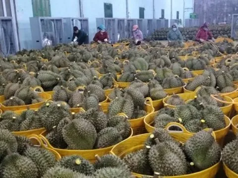 Sầu riêng loạn giá, Đắk Lắk kêu gọi cộng đồng trách nhiệm xây dựng ngành hàng