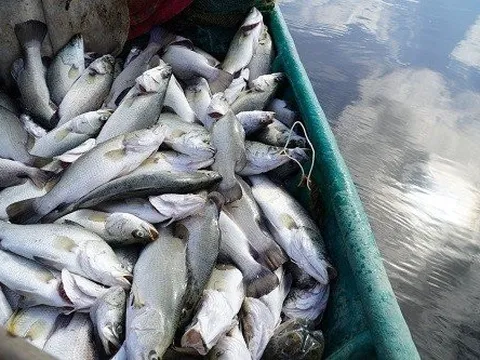 Cá chết hàng loạt trong lồng bè, người dân oà khóc giữa hồ nuôi