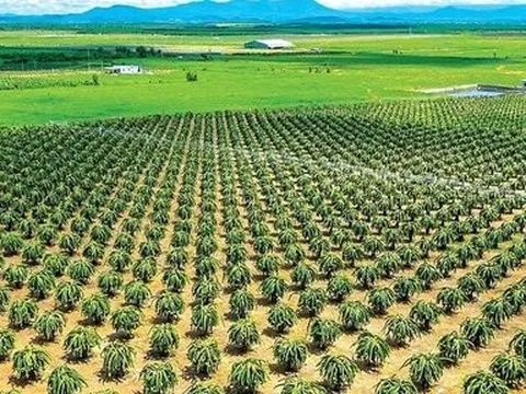 Cử tri 2 xã huyện Hàm Thuận Nam kiến nghị về đầu ra cho cây thanh long